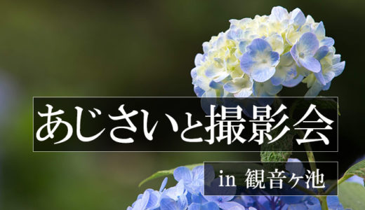 あじさいと撮影会in観音ケ池を開催します！